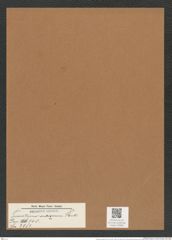 Triceratium antiguum Pant. (de-Toni-Nr.: Genus 140, Species 3951) Zeichnungen Sammlung Grunow Mappe 03959 (Herbarium_W_Grunow_drawings_Folder_03959)